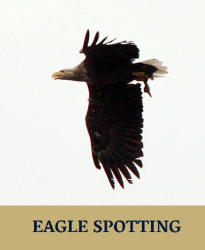 Eagle Spotting